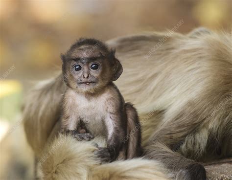 Hanuman langur baby next to mother - Stock Image - C041/3177 - Science ...