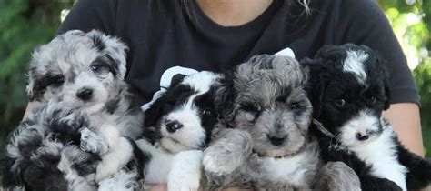 Aussiedoodle Puppies – K and L Aussies