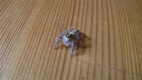 Jumping Spider - Hyllus giganteus - YouTube