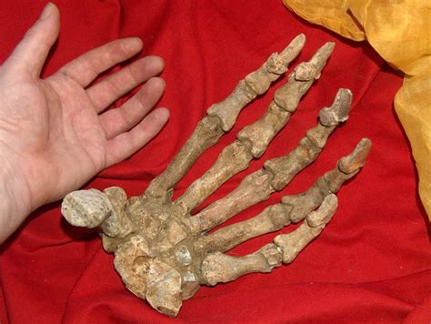 Cave bear paw - Ursus spelaeus - 23 cm - Catawiki