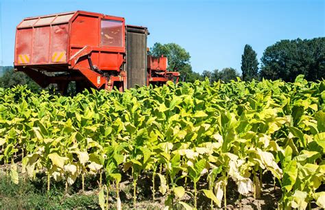 Harvesting tobacco leaves with harvester tractor | Stock image | Colourbox