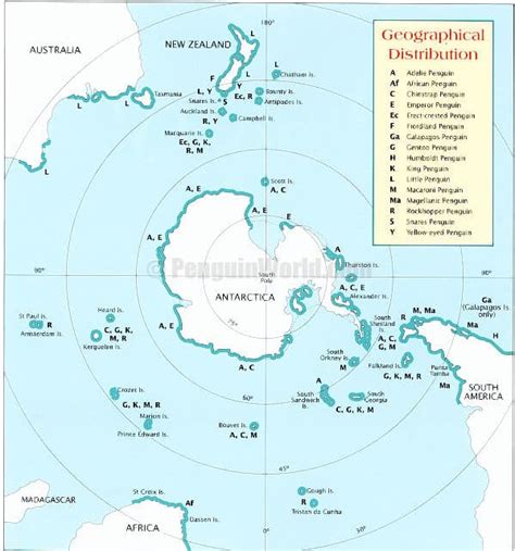 Top 20 King Penguin Facts - Habitat, Diet, Breeding & More | Facts.net