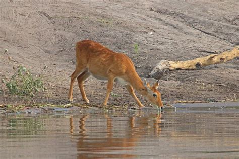 Lechwe Antelope Drinking Water Free Stock Photo - Public Domain Pictures
