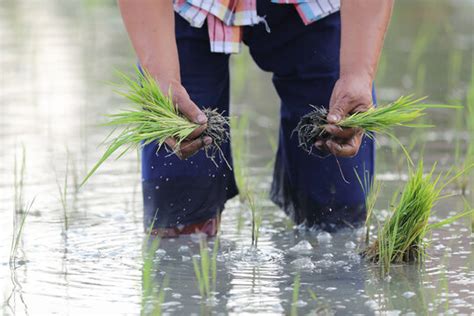 "Rice Planting" Images – Browse 2,058 Stock Photos, Vectors, and Video ...