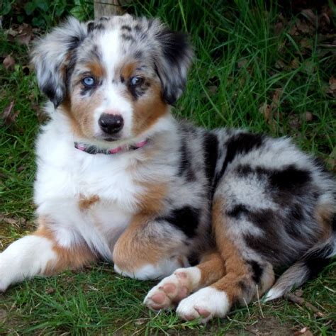 All About Miniature American Shepherd Dog Breed – Origin, Behavior, Facts, Puppy, Price, Color