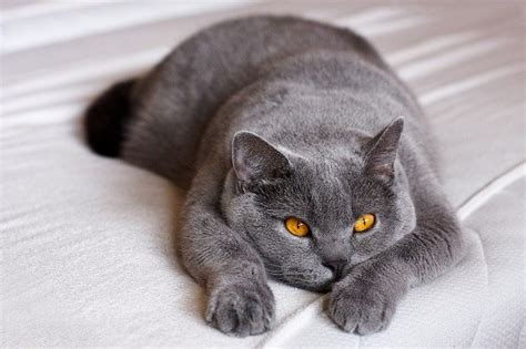 Blue Haired Cat / Why Are British Shorthair Cats So Expensive Poc ...