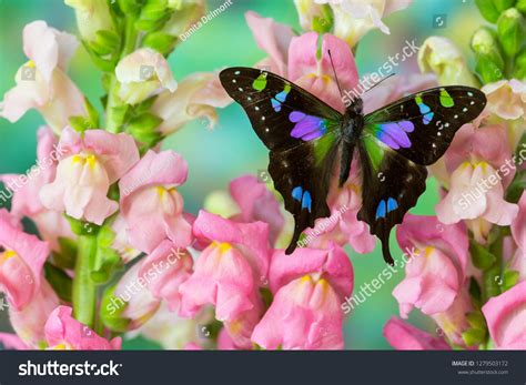 894 Purple spotted swallowtail Images, Stock Photos & Vectors | Shutterstock