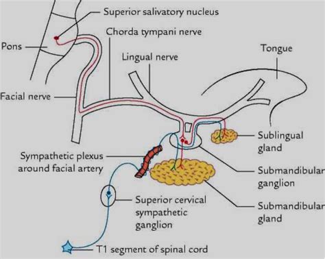 Submandibular Gland Duct Anatomy