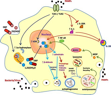 Vitamin-D, innate immunity (anti-infection), and autophagy. The ...