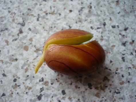 Jackfruit Seed Germination(4) | Jackfruit Germination from s… | Flickr