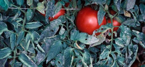 Tomato Powdery Mildew Guide