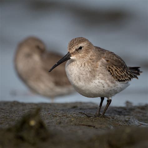 500_8739 | Dunlin (non-breeding plumage), Braddock Bay, NY | Ian Campbell | Flickr