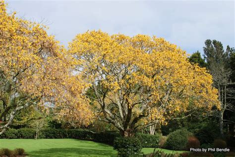 kowhai tree - Google Search | Flores colgantes, Flores, Picaflores