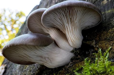 Pleurotus ostreatus, seta de ostra deliciosa y medicinal