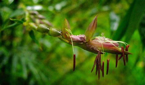 Bamboo Stem Anatomy — Guadua Bamboo