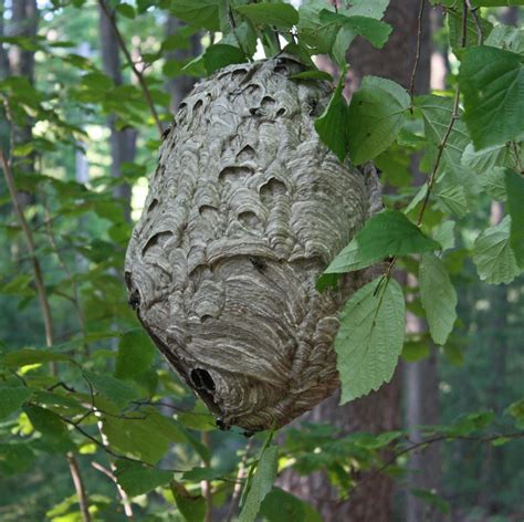 black hornet nest in tree - Elden Westmoreland