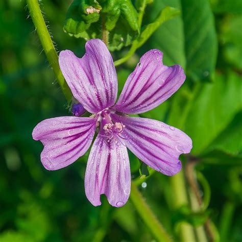 Common Mallow (Malva Sylvestris) – Wild Wales Seeds