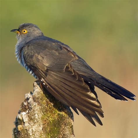 Common Cuckoo | Common Cuckoo / cuculus canorus. 16/05/19. I… | Flickr