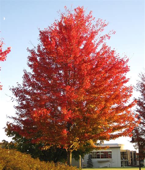 Acer saccharinum (silver maple tree in fall colors) (Newar… | Flickr