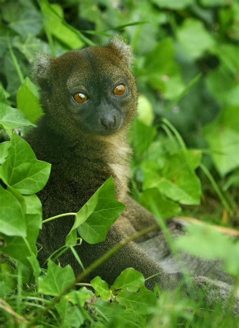 Greater bamboo lemur at Besancon » Citadelle de Besançon Gallery ...