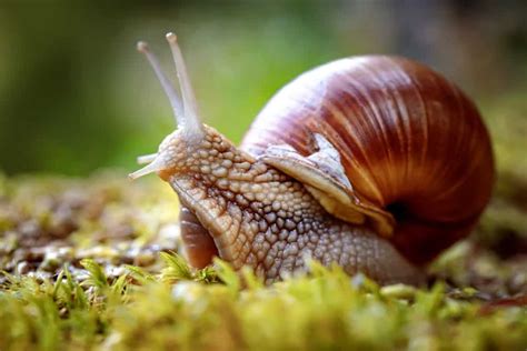 6 Different Types of Snails (Plus Interesting Facts)