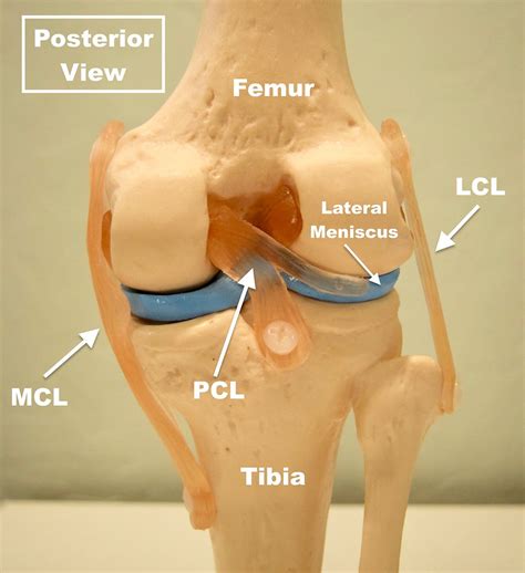 The PCL Injury (Posterior Cruciate Ligament)