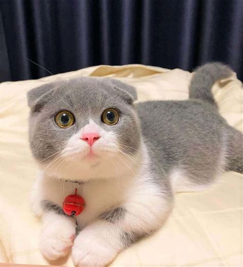 Munchkin Cat