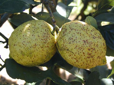 Citrus Fruit Trees Diseases Pictures / Citrus Diseases Texas Plant Disease Handbook : Citrus ...