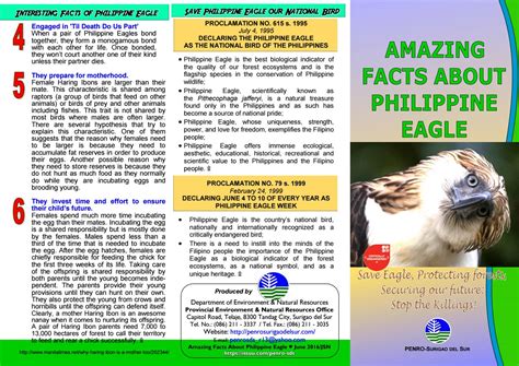 Amazing facts about philippine eagle by PENRO Surigao Sur IEC Materials - Issuu