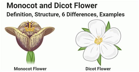 Monocot vs. Dicot Flower: Structure, 6 Differences, Examples