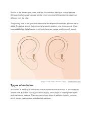 Uniqueness of Earlobes: Types and Genetics Explained | Course Hero