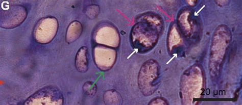 Ancient Dinosaur Remains Contain Something That Looks And Acts Shockingly Like DNA : ScienceAlert