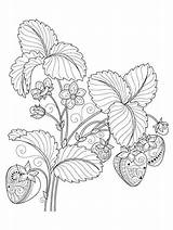 Fresh Strawberry Coloring Pages Fantasy sketch template