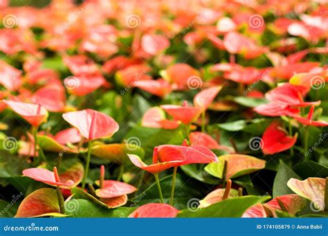 Fild of of Pink Anthurium. Flowers Blur Background. Stock Image - Image of anthuriums, closeup ...