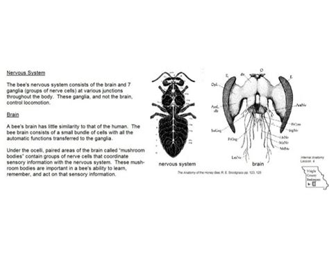 Nervous System The bee's nervous system consists of the brain and 7 ...