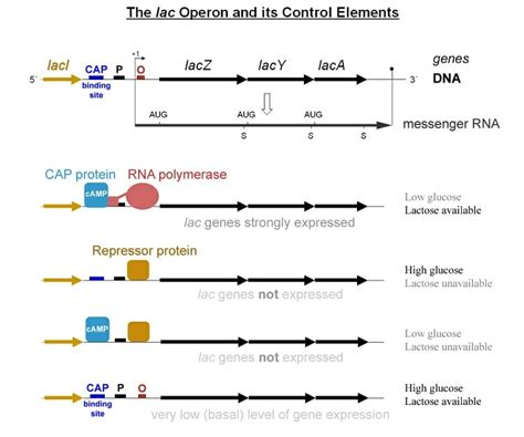 Operon - Definition, Structure and Function | Biology Dictionary