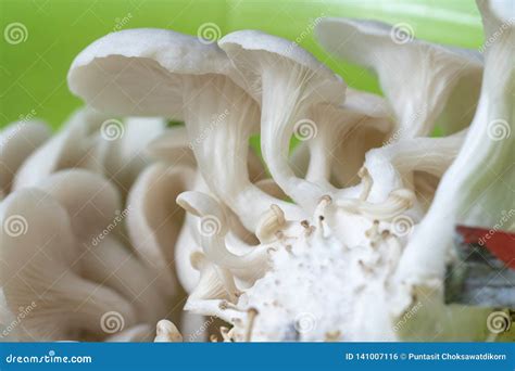 Oyster Mushroom Grow from Cultivation Stock Photo - Image of gourmet, food: 141007116