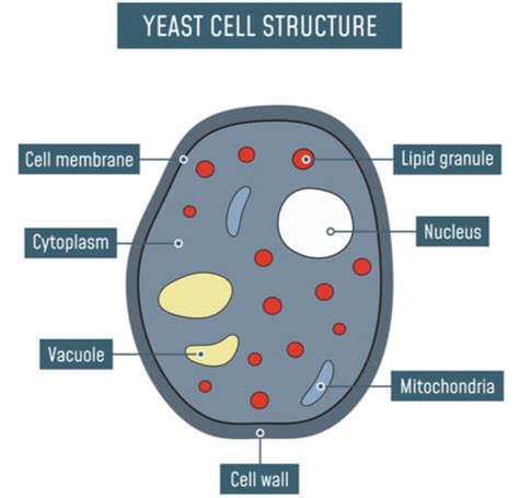 Saccharomyces Cerevisiae - The Definitive Guide | Biology Dictionary