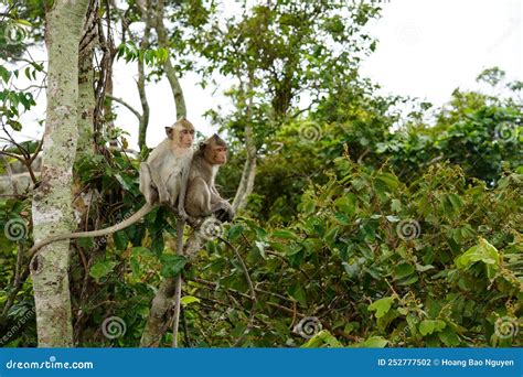 Monkey at Preah Vihear Temple in Cambodia Stock Photo - Image of architecture, camping: 252777502