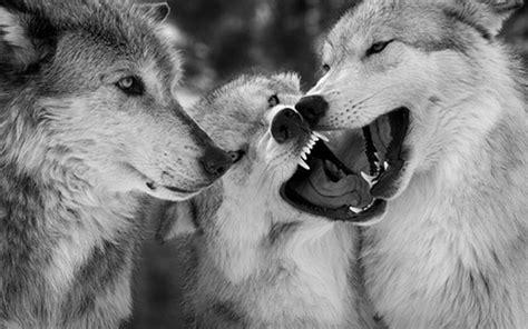 Wolf Wallpapers HD Quality Wolf Images Wolf Wallpapers Full | Wolf wallpaper, Wild animals ...