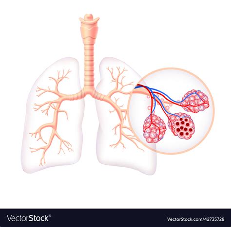 Diagram showing the healthy trachea and air sacs Vector Image