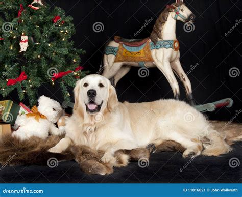 Golden Retriever and Christmas Tree Stock Image - Image of pure, rest: 11816021