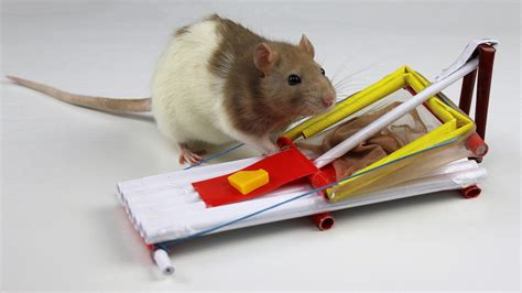 How to Make a Simple Mouse Trap from Paper - YouTube