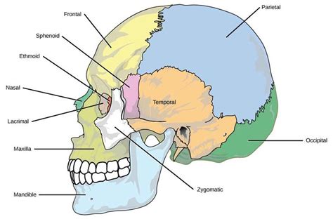 Cranial bones, side view | Human skull anatomy, Anatomy bones, Human body anatomy