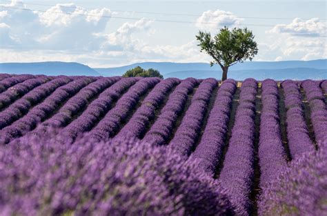Best Lavender Fields of Provence, France - 2024 Guide!
