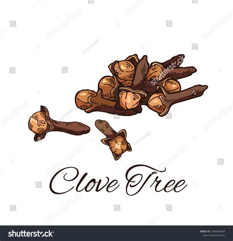 Cloves Stock Illustrations, Images & Vectors | Shutterstock