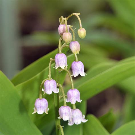 Pink Lily of the Valley Pips - 3 Pink Convallaria Rosea Bulbs – Easy To Grow Bulbs