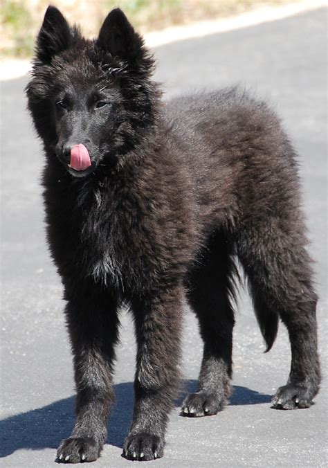 Groenendael – Black Belgian Shepherd | Belgian shepherd, Sheep dog ...