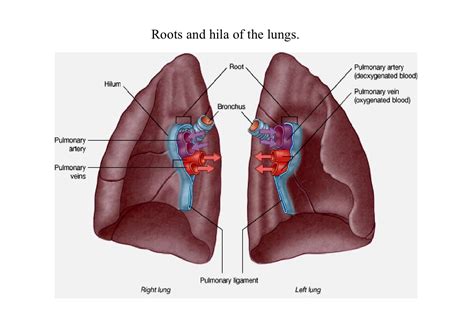 Lecture 3 lungs & pleura