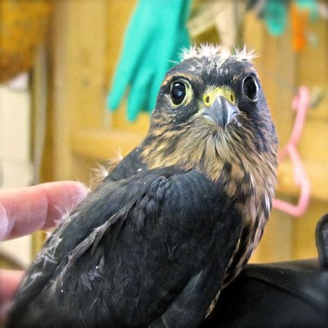 Merlins - MARS Wildlife Rescue